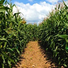 About the Corn Maze