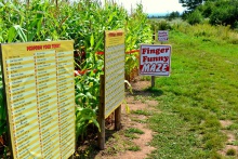 Mini Corn Maze