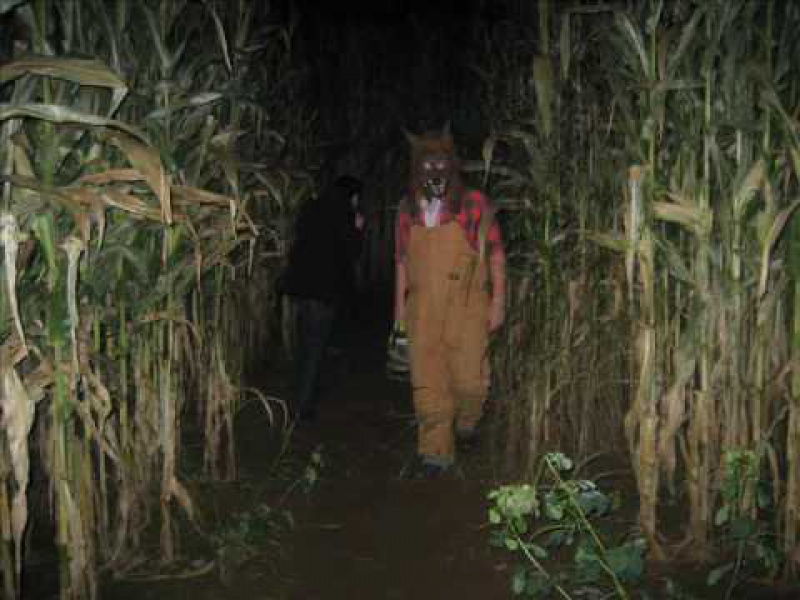 Corn Maze